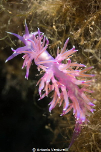 Nudibranch(Flabellina Affinis) 
(60 mm ,1/200,f/11,iso200) by Antonio Venturelli 